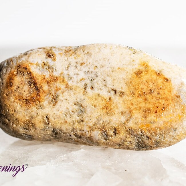 Agatized (Fossil ) Coral - Tumbled