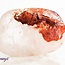 Fire Quartz (Red Hematoid) - Tumbled