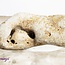 Hag Stone - Witch's Stone - Rough Raw Natural