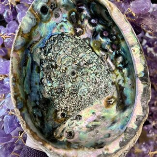 Green Abalone Smudge Sage Shell - XL Extra Large (6-7")