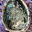 Green Abalone Smudge Sage Shell - XL Extra Large (6-7")