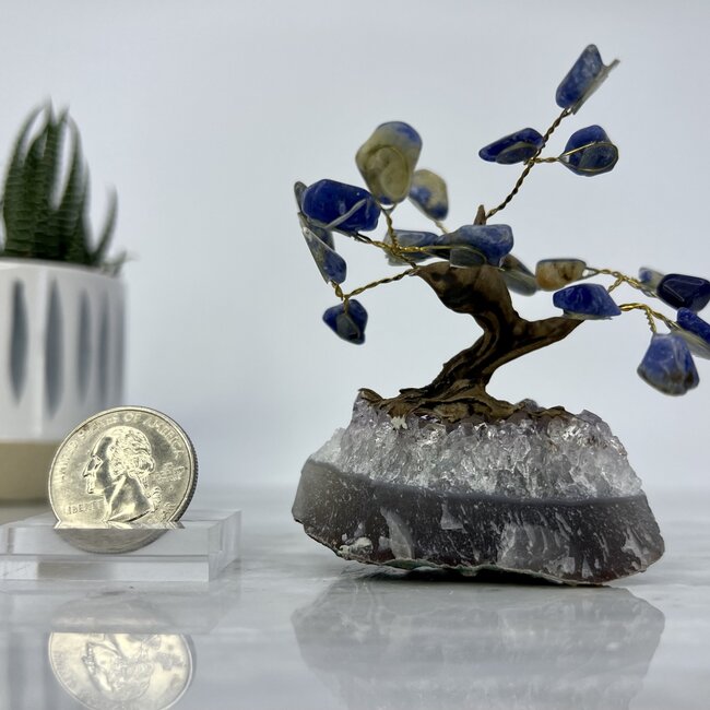 Sodalite Bonsai Tree on Amethyst - 3" Mini