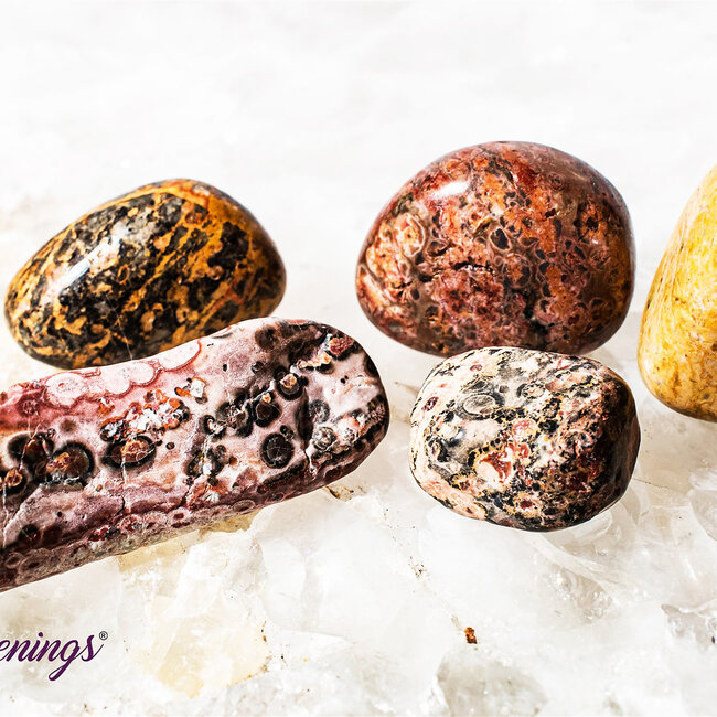Leopardskin Jasper - Tumbled