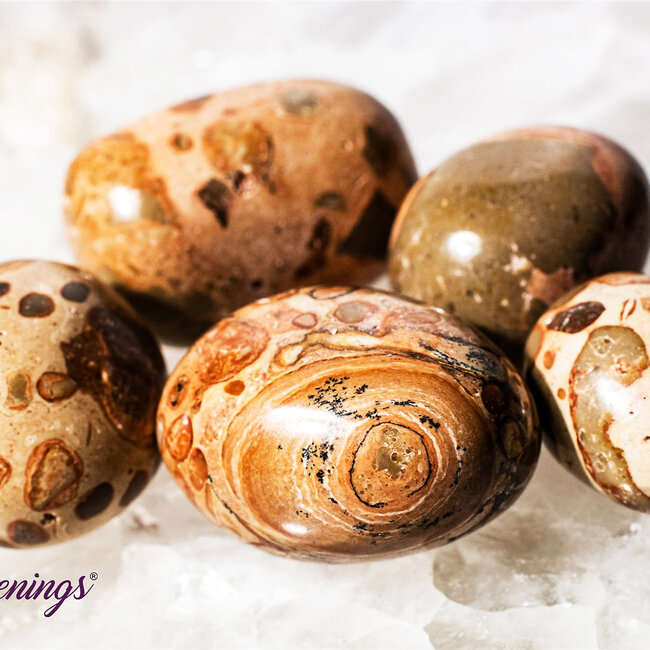 Leopardite (Oncolite) - Tumbled