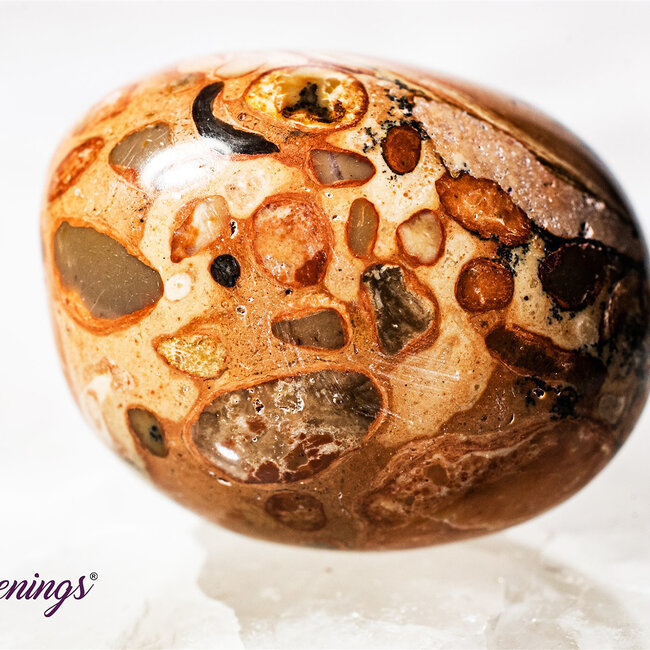 Leopardite (Oncolite) - Tumbled