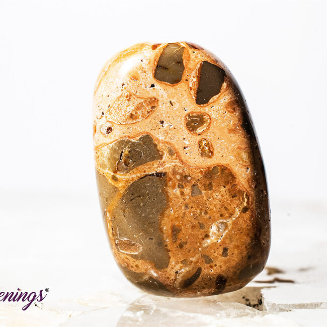 Leopardite (Oncolite) - Tumbled