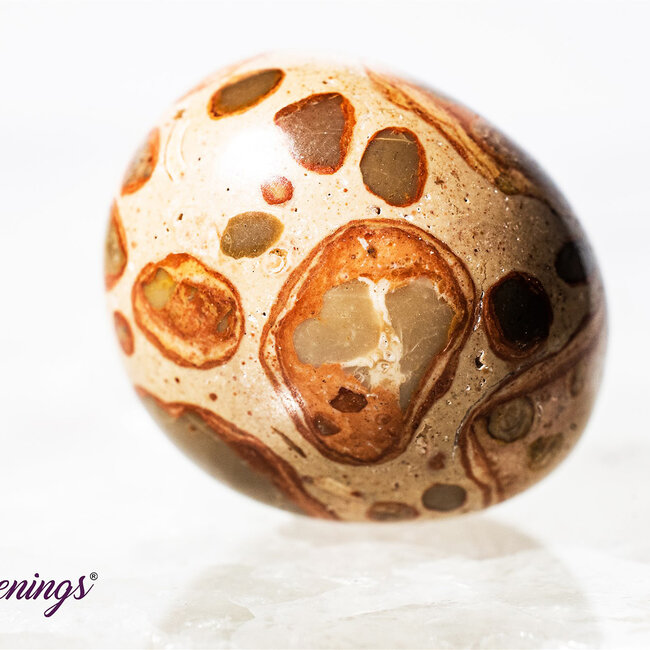 Leopardite (Oncolite) - Tumbled