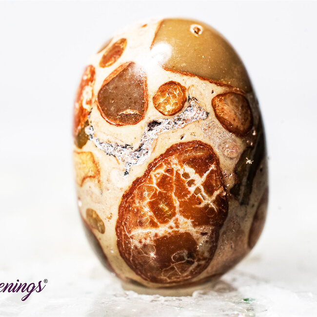 Leopardite (Oncolite) - Tumbled