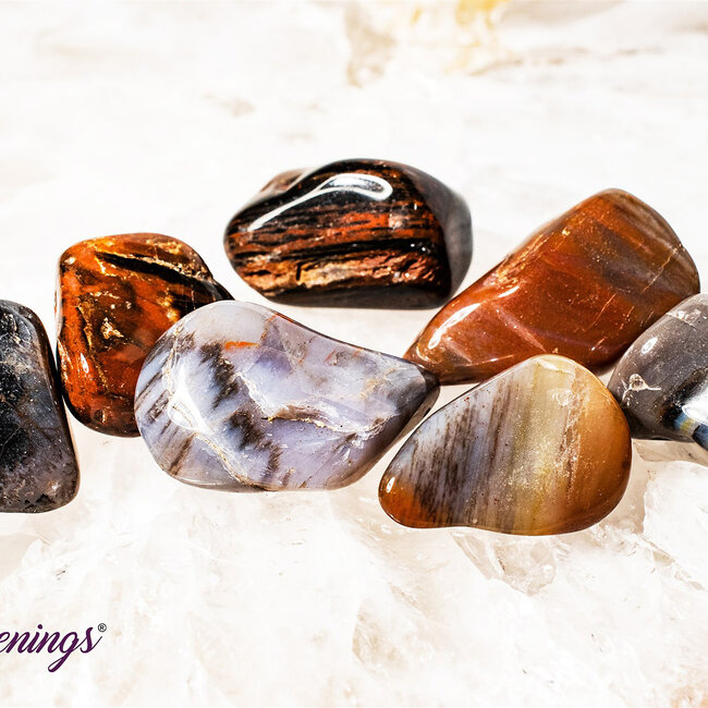 Petrified Wood Medium - Tumbled