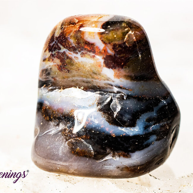 Petrified Wood Medium - Tumbled