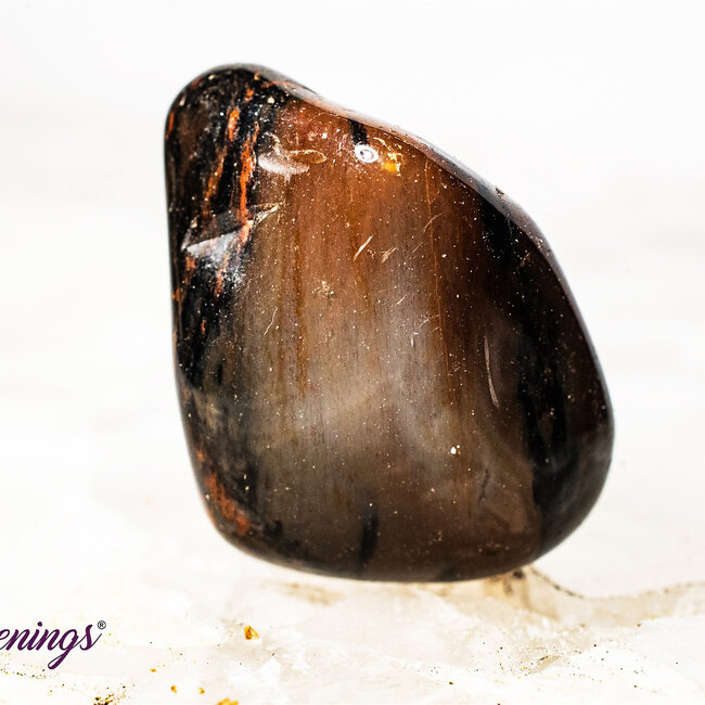 Petrified Wood Medium - Tumbled