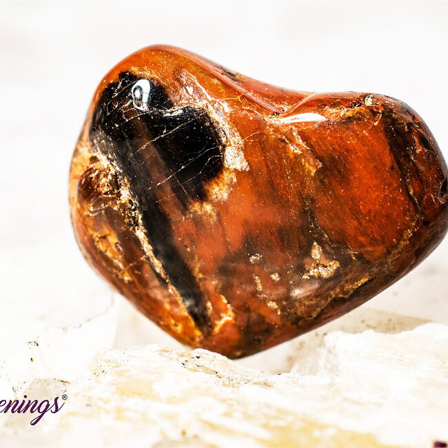 Petrified Wood Medium - Tumbled