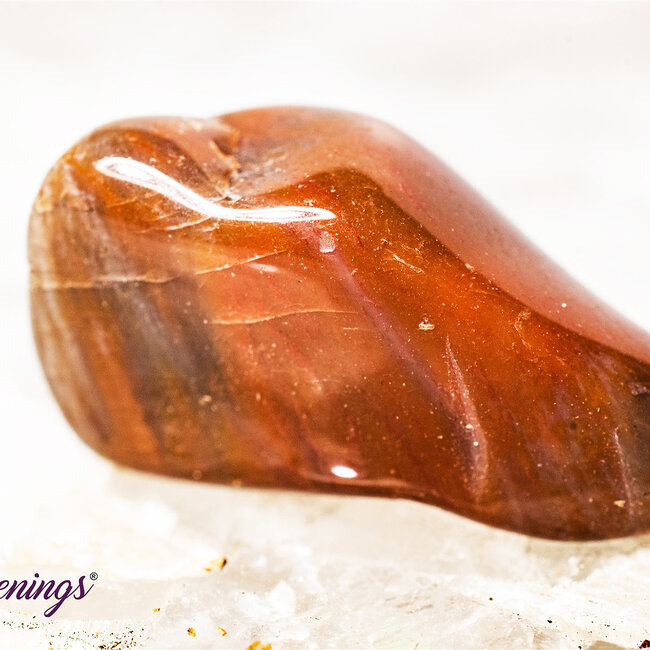 Petrified Wood Medium - Tumbled