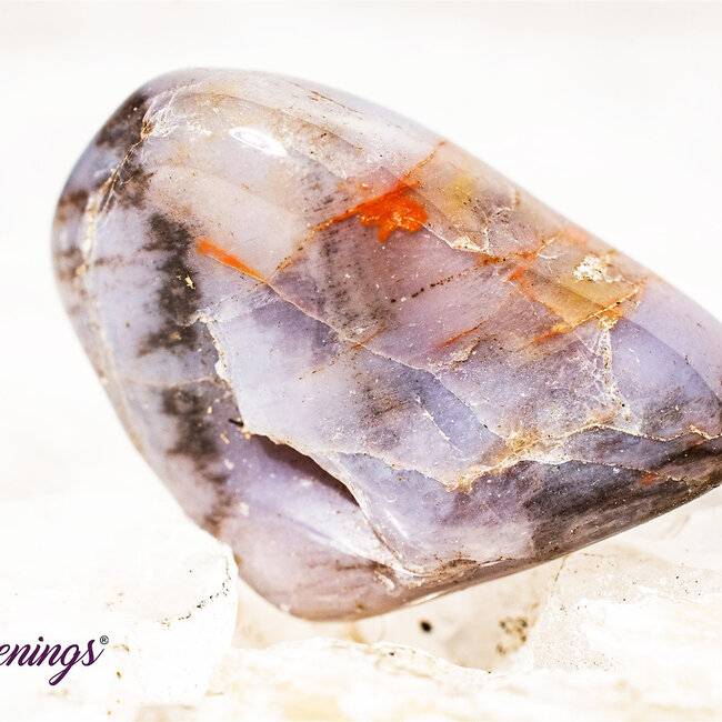 Petrified Wood Medium - Tumbled