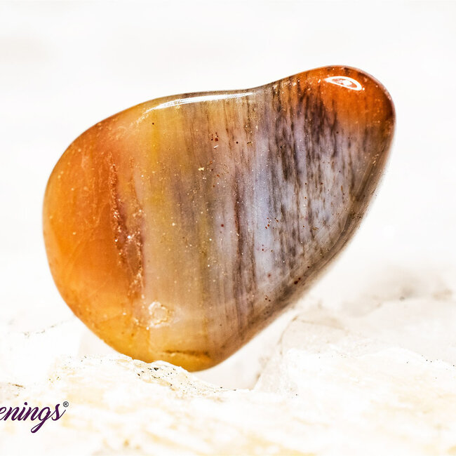 Petrified Wood Medium - Tumbled