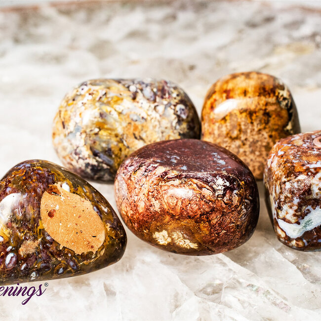 Red Palm Root (Palmwood) Fossil - Tumbled Smooth