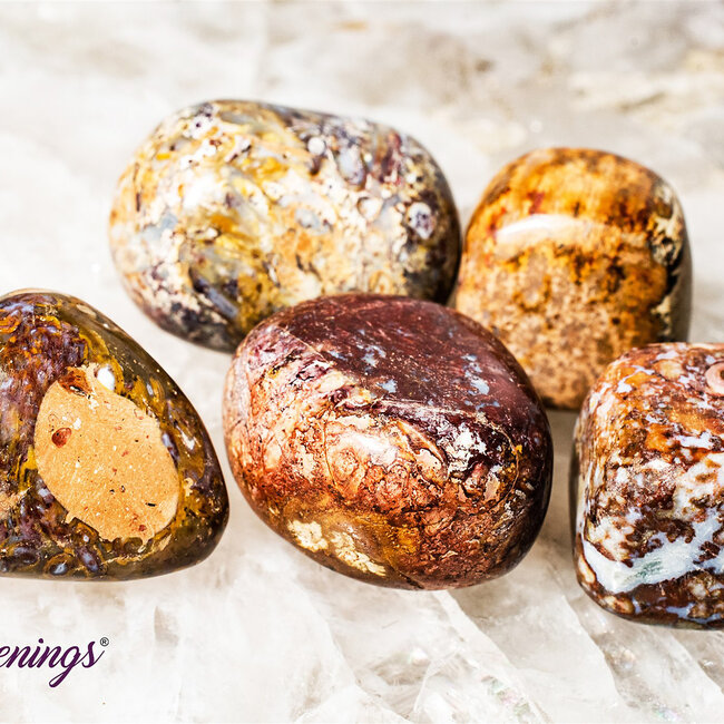 Red Palm Root (Palmwood) Fossil - Tumbled Smooth