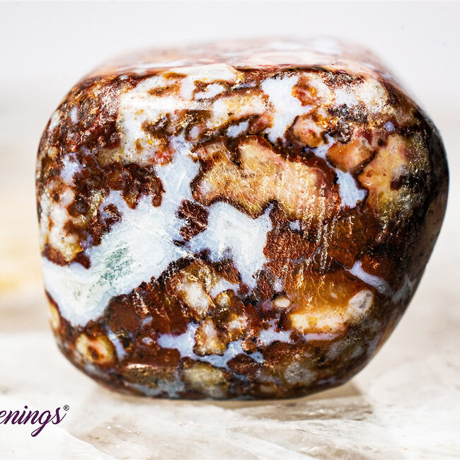 Red Palm Root (Palmwood) Fossil - Tumbled Smooth