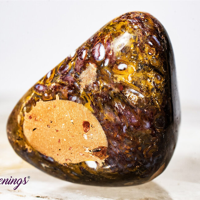 Red Palm Root (Palmwood) Fossil - Tumbled Smooth