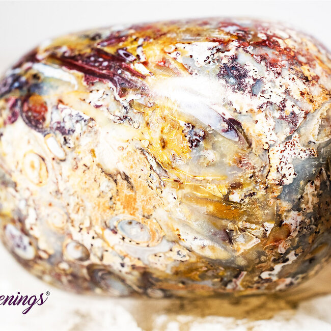 Red Palm Root (Palmwood) Fossil - Tumbled Smooth