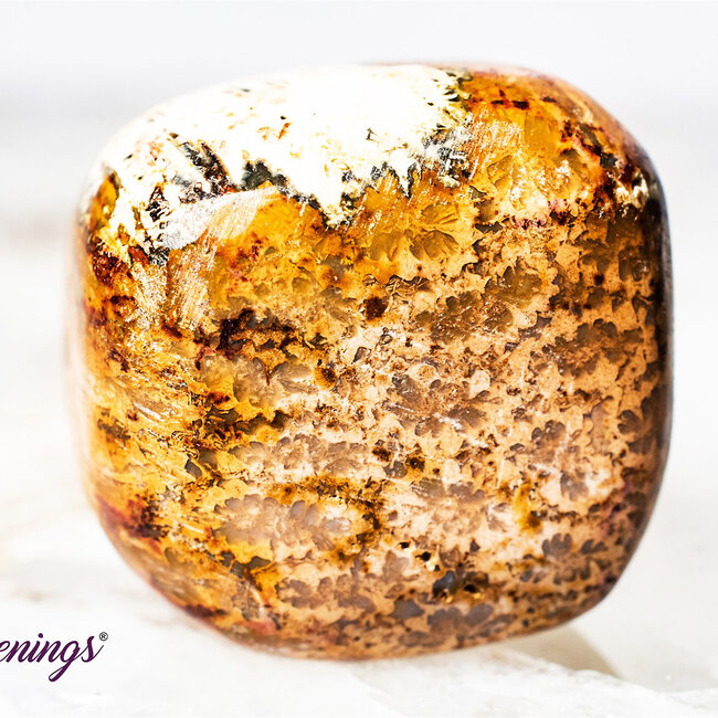 Red Palm Root (Palmwood) Fossil - Tumbled Smooth