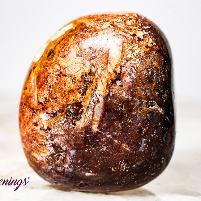 Red Palm Root (Palmwood) Fossil - Tumbled Smooth