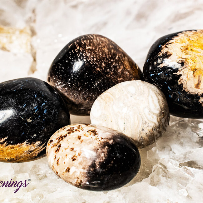 Palm Root (Palmwood) Fossil - Tumbled