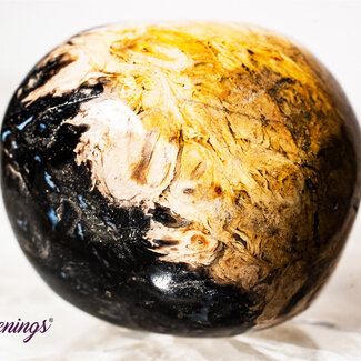 Palm Root (Palmwood) Fossil - Tumbled