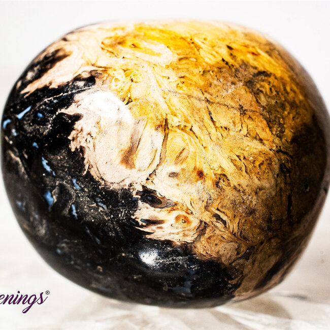 Palm Root (Palmwood) Fossil - Tumbled