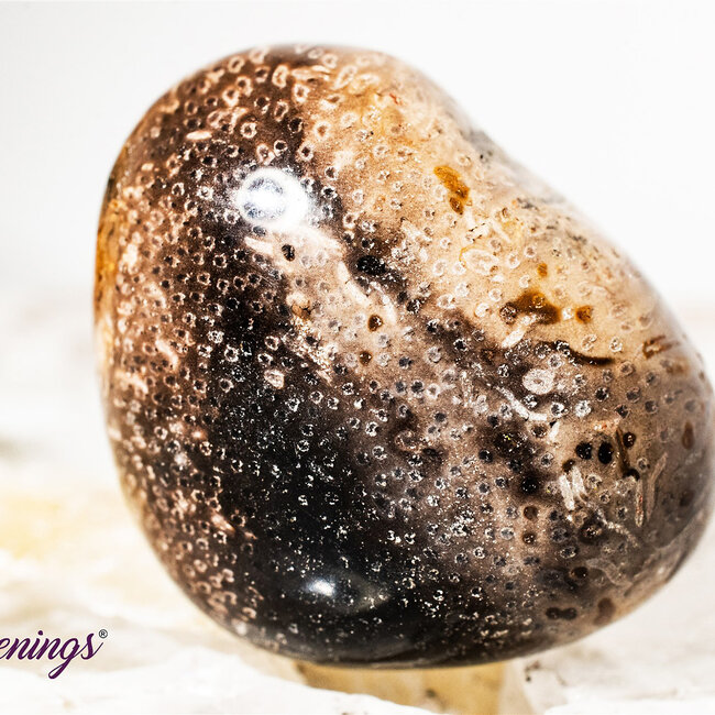 Palm Root (Palmwood) Fossil - Tumbled