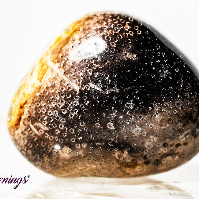 Palm Root (Palmwood) Fossil - Tumbled