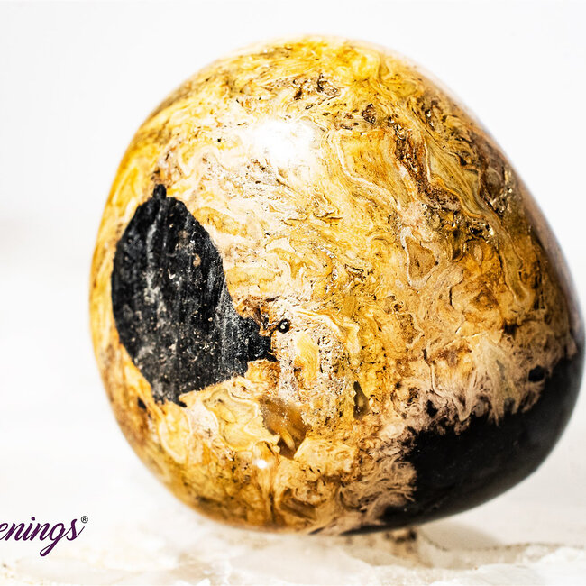 Palm Root (Palmwood) Fossil - Tumbled