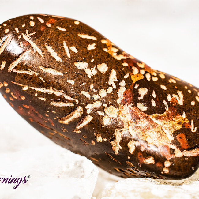 Star (Starburst Spider) Jasper Rhyolite - Tumbled