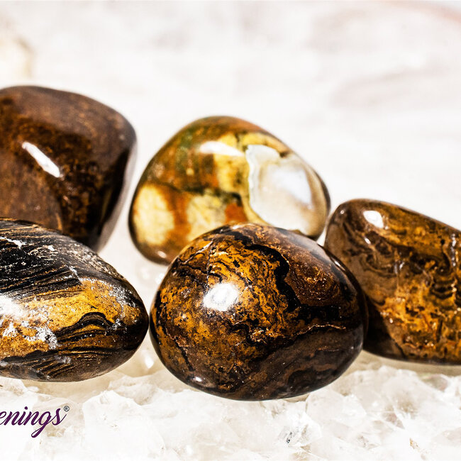 Stromatolite (Dark) Plum Jasper - Tumbled