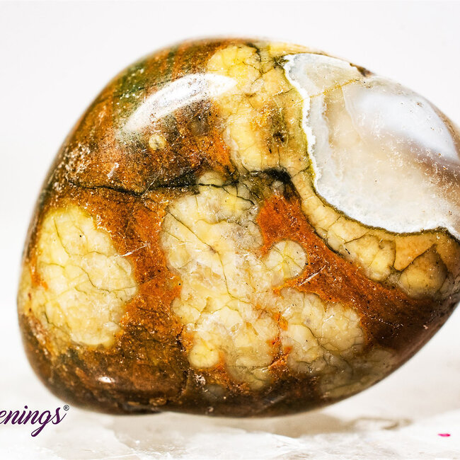 Stromatolite (Dark) Plum Jasper - Tumbled