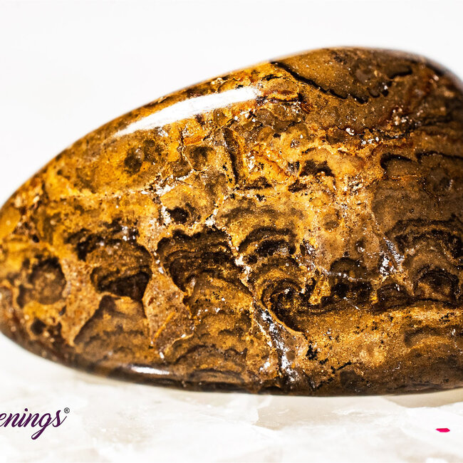 Stromatolite (Dark) Plum Jasper - Tumbled