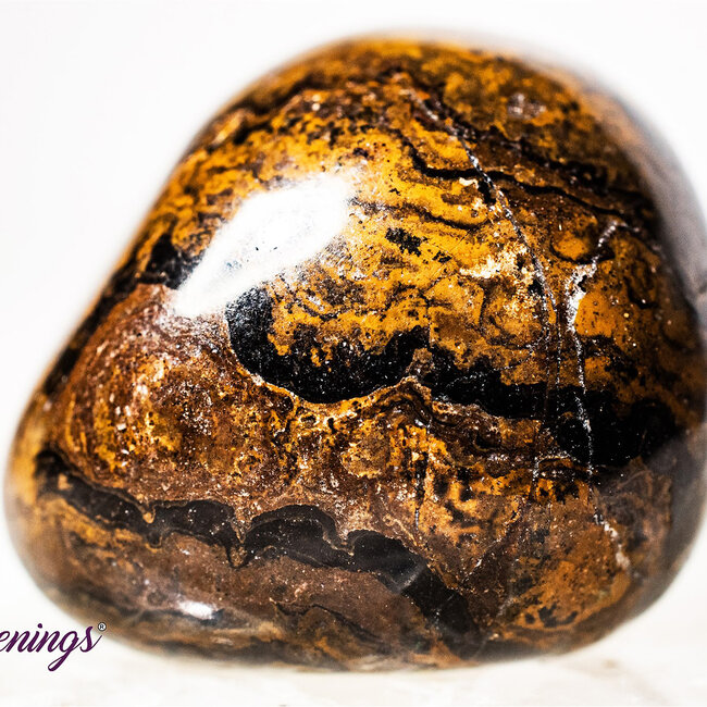 Stromatolite (Dark) Plum Jasper - Tumbled