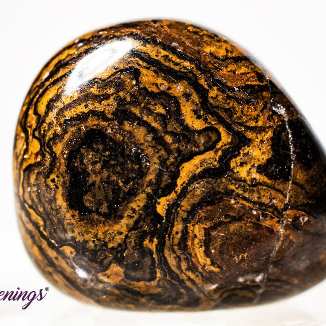 Stromatolite (Dark) Plum Jasper - Tumbled