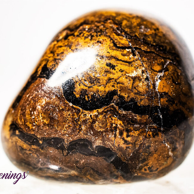 Stromatolite (Dark) Plum Jasper - Tumbled