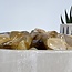 Golden Healer Quartz (Yellow Hematoid)  - Tumbled