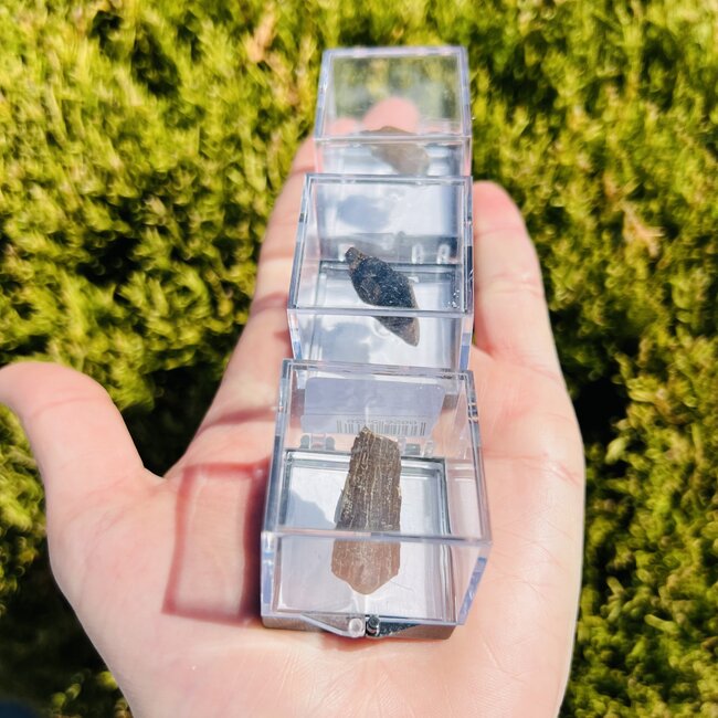 T Rex Tooth Specimen  - Dinosaur Tyrannosaurus Rex - Montana Fossil
