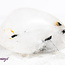 Black Tourmaline in Clear Quartz (Tourmalated Tourmalinated Rutilated Quartz) - Tumbled