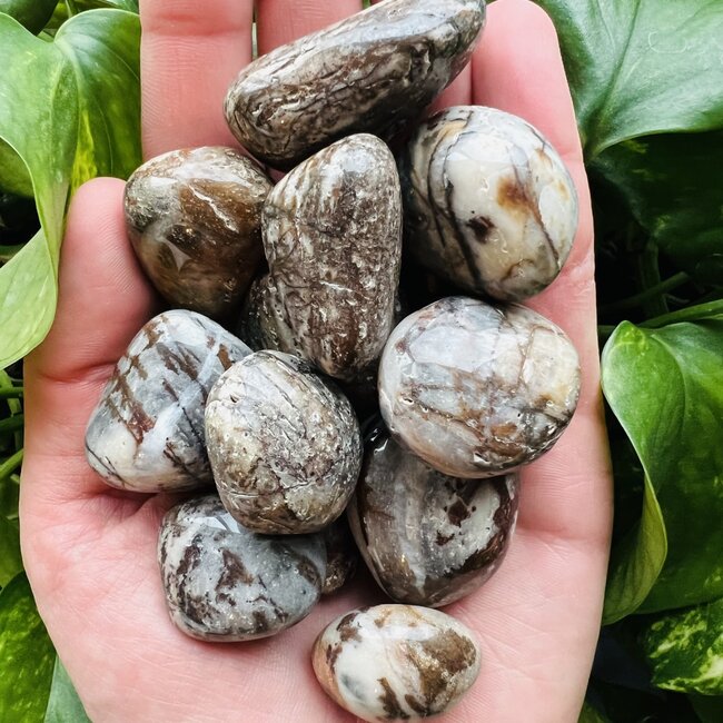 Panther Jasper - Tumbled