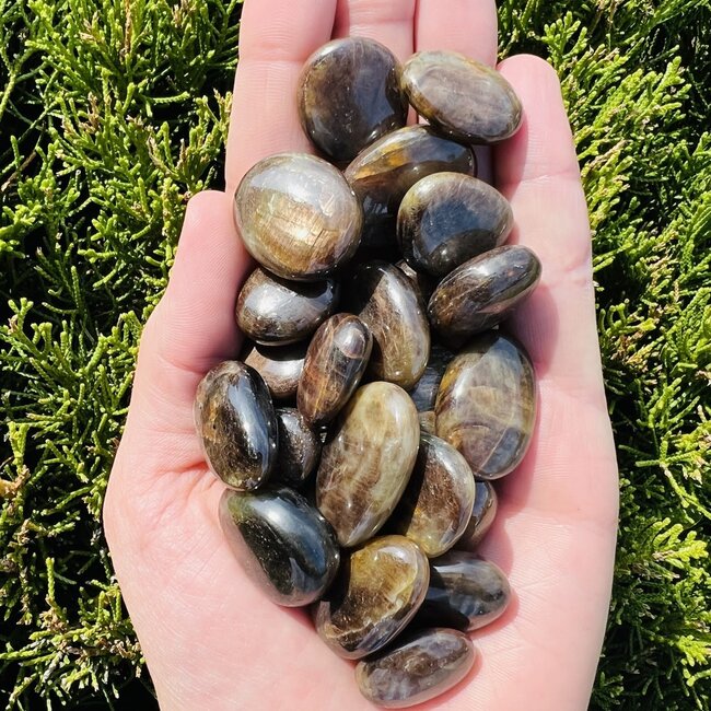 Bronze Brown Sapphire - Tumbled (High Flash)