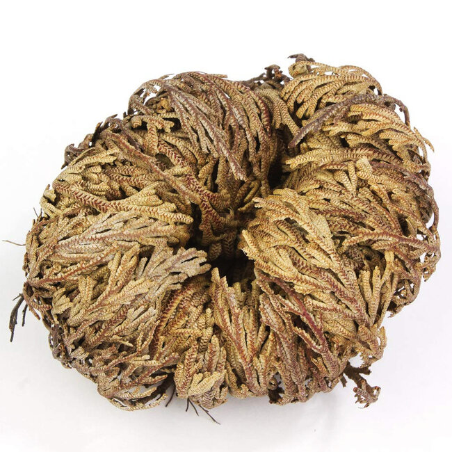 Rose Flower De Jericho Resurrection Smudge