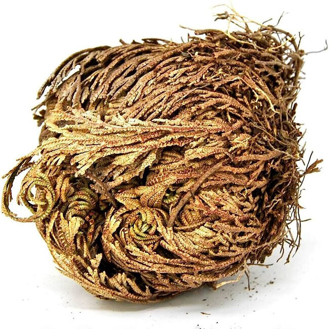 Rose Flower De Jericho Resurrection Smudge