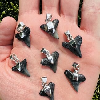 Megalodon Shark Tooth Pendant - Sterling Silver Medium Rough Raw Natural