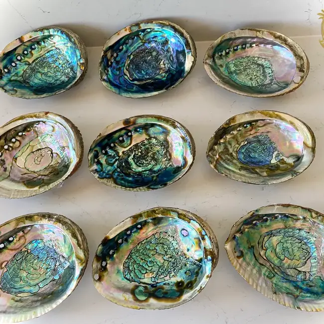 Green Abalone Smudge Sage Shell - Large (5-6")