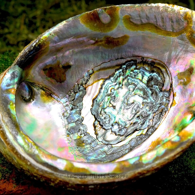 Green Abalone Smudge Sage Shell - Large (5-6")