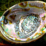 Green Abalone Smudge Sage Shell - Large (5-6")